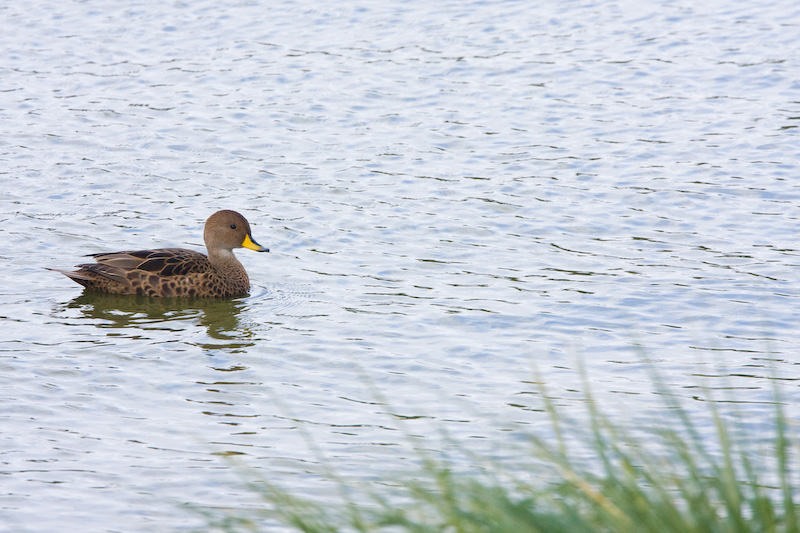 Yellow-Billed Pintail